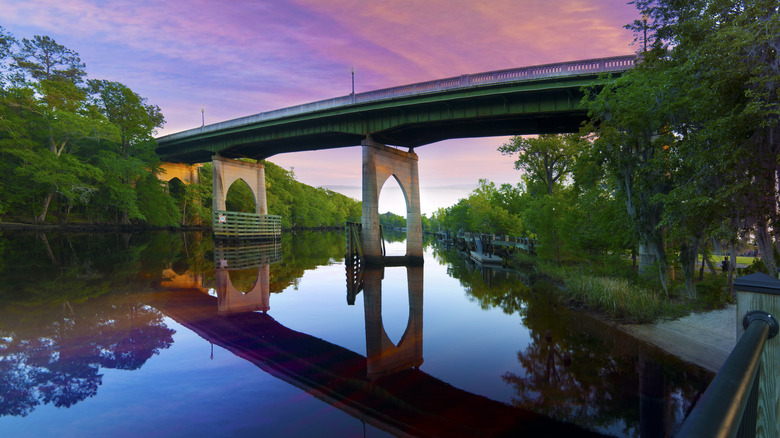 Treeline along the Waccamaw River
