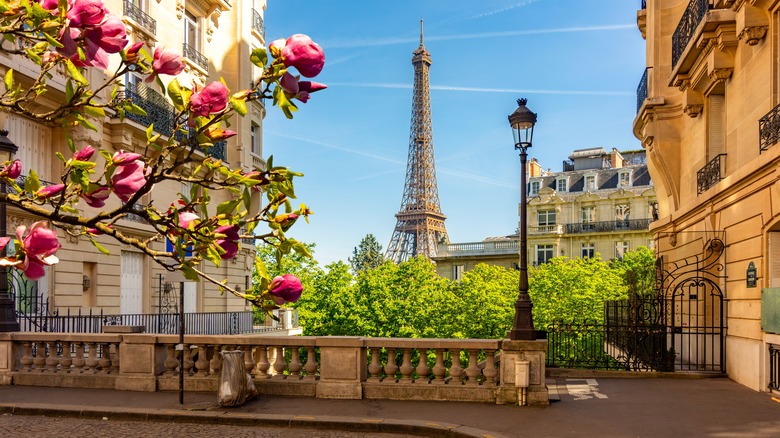 Shot of flowered tree in front of apartments with the Eiffel Tower in the distance
