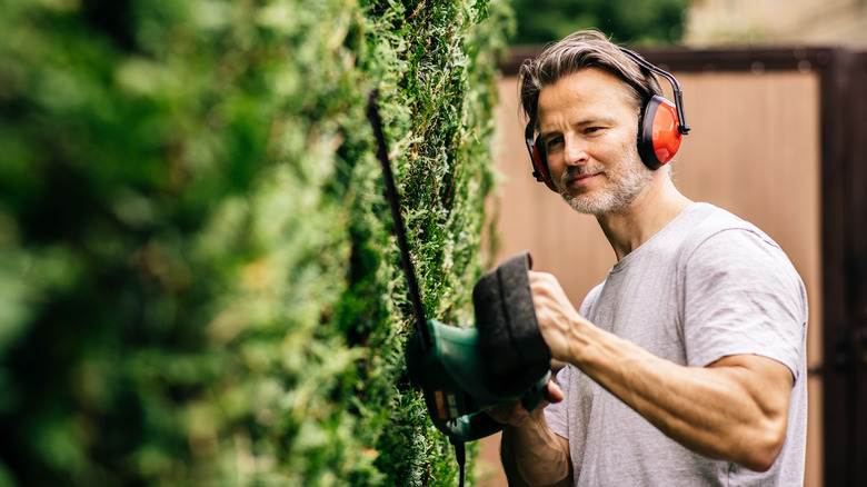 Man is trimming a hedge in a garden, wearing red ear protectors.